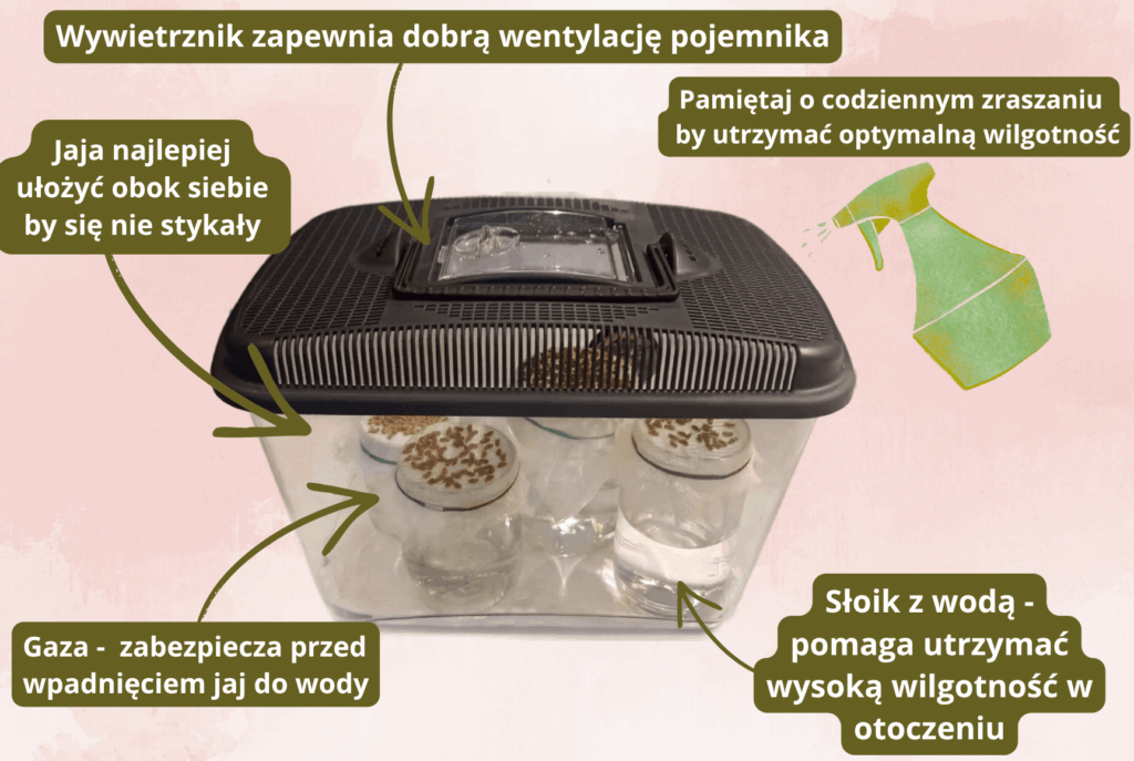 Domowy inkubator